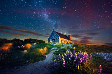 Night with stars and lupins - star, summer, night, stars, lupin