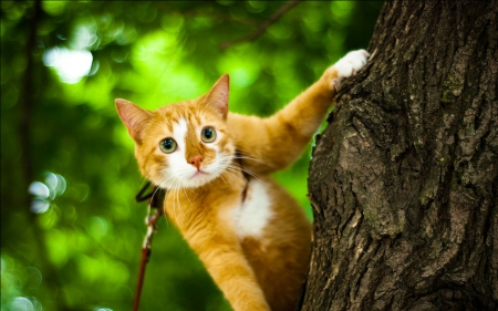 Cute kitty - cat, eyes, animals, funny, pet, tree, cute