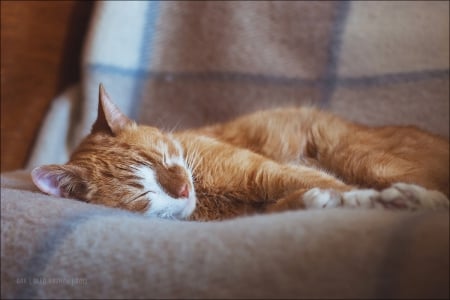 Sleeping - animals, cute, pet, cat, sleep