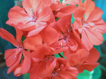 Flowers - nature, pretty, flower, red