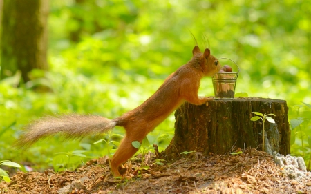 Squirrel - funny, animals, squirrel, cute, eat