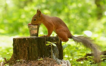 Squirrel - eating, funny, animals, squirrel