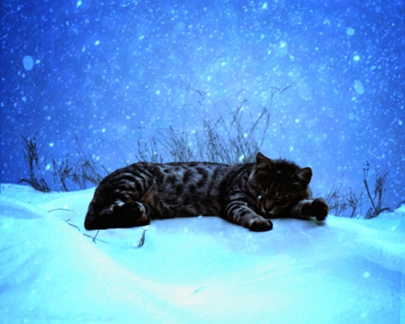 Cat in the snow - animals, cute, pet, cat, snow