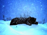 Cat in the snow