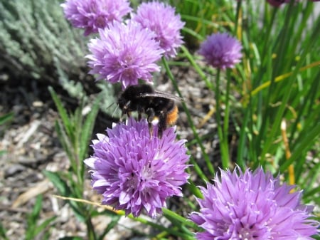 Gathering Pollen - insects, bugs, bees, pollen, flora