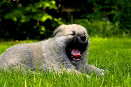 IT'S FINALLY the WEEKEND!! - dog, yawn, field, rest