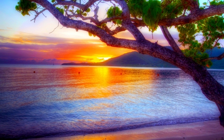 SUMMER DREAM - sky, beach, tree, summer, sunset