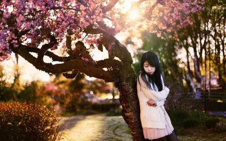 cherry blossom - flower, tree, beauty, sunlight