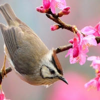 Bird on a Limb