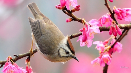 Bird on a Limb - summer, bird, fleurs, cherry blossoms, flowers, spring, sakura, plum blossoms, blooms