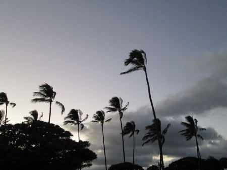 Distance Sunset - sky, palm, trees, sunset