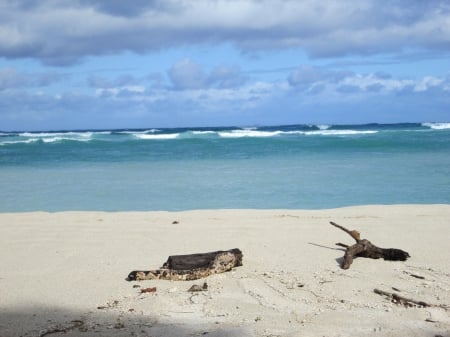 Drift wood view - wood, drift, ocean, sand