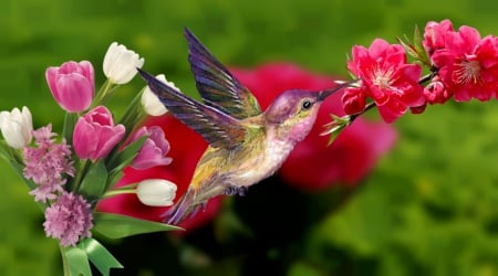 Pink Roses - nature, pink roses, hummingbird, spring, birds