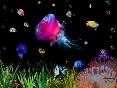 Luminous Jelly Fish 1600x1200 - coral, seaweed, fish, jellyfish, underwater, marinelife