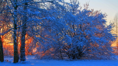 tree and bush on sunset fire in winter - winter, tree, sunset, bish