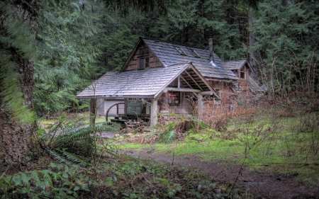 Little Cabin in the Woods - trees, wood, cabin, grass, forest, architecture, nature, green, building