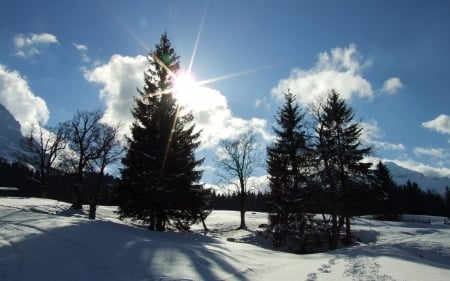 The Winter Sun - clouds, trees, winter, nature, snow, sunshine, sky