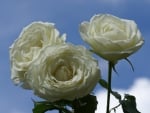 White Roses