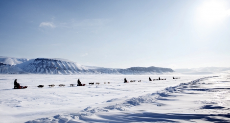 Snow Covered, Alaska - winter, snow, landscape, shadow, nature, dogs, cold, sky, animals