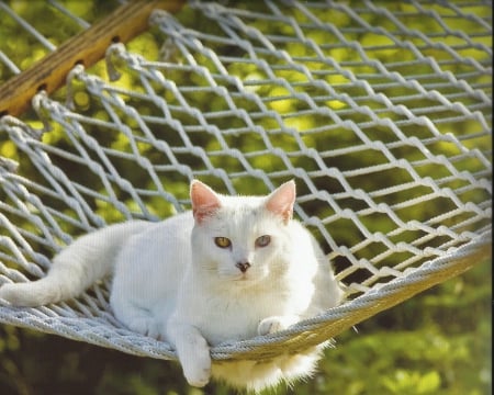 A cat in a hammock - white, paws, cute, hammock, cat