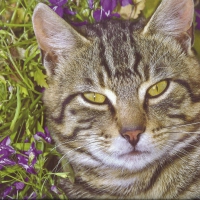 A tabby cat with some flowers