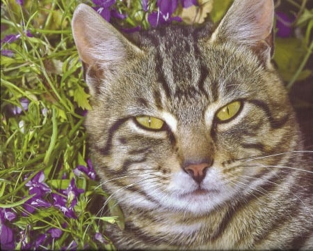 A tabby cat with some flowers