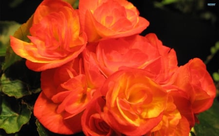 Beautiful Begonia - begonia, nature, petals, orange, flowers, lovely, spring