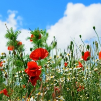 The Lovely Poppy Field