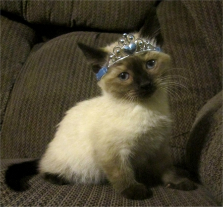 Baby Bella - pretty, bratty cat, kitten, cute, bella, princess, baby, cat