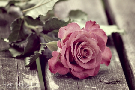 Pink Rose - rose, flower, nature, pink