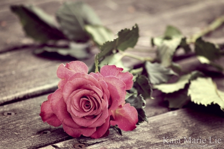 Rose - flower, pink, nature, rose