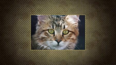 American Bobtail Cat - cat, american bobtail, cats, felidae