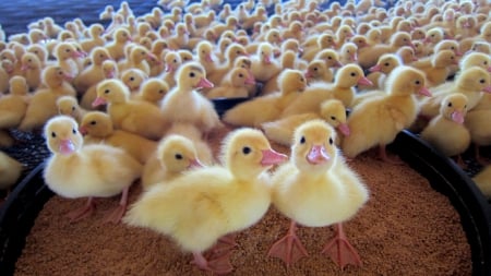 Three days old baby ducks - baby ducks, Three days old, cute, adorable, lovely, Duck farm