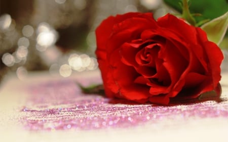 ♥Red RoSe♥ - flowers, rose, nature, red