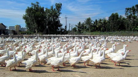 Goose farm - lovely, walking, white, goose