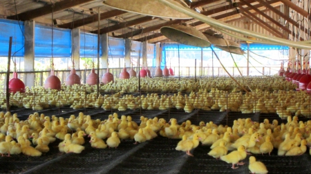 Three days old baby ducks - duck farm, cute, lovely, three days old, baby ducks, adorable