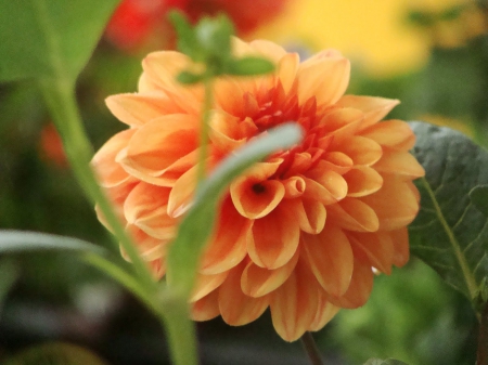 Beautiful gerbera - flowers, leaves, love, green