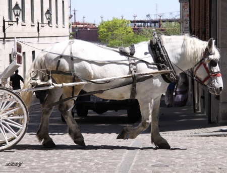 White Horse - horses, street, black, photography, wheels