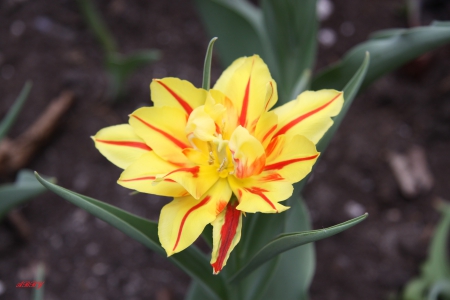 Colorful Tulips - tulips, flowers, photography, yellow, green