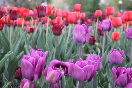 Purple Tulips - purple, red, photography, green, flowers