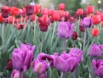 Purple Tulips