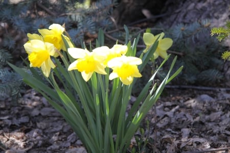 Yellow Daffodils - flowers, photography, yellow, daffodils, green