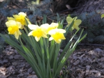 Yellow Daffodils