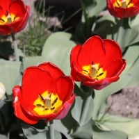 Red tulips