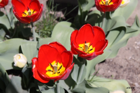 Red tulips - photography, red, tulips, green, flowers