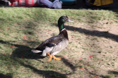 Colorful Duck - grey, yellow, green, photography, Ducks