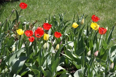 Yellow tulips - Red, Flowers, yellow, photography, Tulips