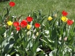 Yellow tulips