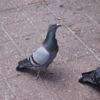 Grey Pigeons