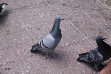 Grey Pigeons - Pigeons, Birds, photography, Grey